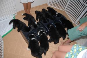 CoastalSeasPuppies